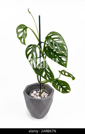 Exotische "Monstera Adansonii" oder Schweizer Käse-Rebhaus Pflanzen in grauem Blumentopf auf weißem Grund Stockfoto