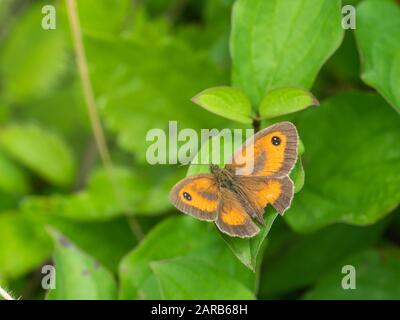 Gk oder Hedge braune Schmetterling (pyronia Tithonus) Stockfoto