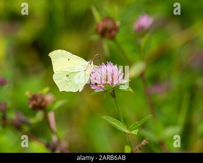 Brimstone Butterfly ( Gonepteryx rhamni ) auf Clover Stockfoto