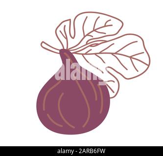 Farbige Vektorgrafiken in isoliertem Feigendesign. Einzelne Feigenfrucht auf einem Ast mit auf weißem Grund isoliertem Blatt Stock Vektor