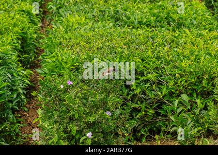 Teeplantagen auf Mauritius zoomten mit einem Vogel namens Rotohrbuelbuel ein. Stockfoto