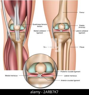 Medizinische Vektorgrafiken der Knie- und Meniskusanatomie isoliert auf weißem Hintergrund eps 10 Stock Vektor