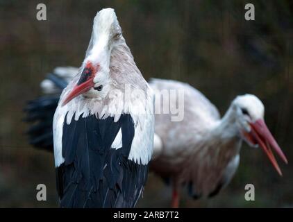 Neuruppin, Deutschland. Januar 2020. Im Tierpark Kunsterspring sitzen Weißstörche nebeneinander. Im Zoo im Landkreis Ostprignitz-Ruppin leben heute mehr als 500 Tiere aus 90 verschiedenen Arten. Kredit: Soeren Stache / dpa-Zentralbild / ZB / dpa / Alamy Live News Stockfoto