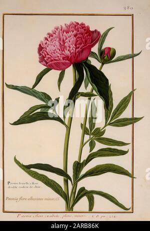 Pony oder Pony ein Blatt aus dem 17. Jahrhundert, das auf Pergamentbotanik einer Studie aus dem Botanischen Florilegium Jardin du Roi des Prinzen Eugene von Savoy Coll gemalt wurde Stockfoto