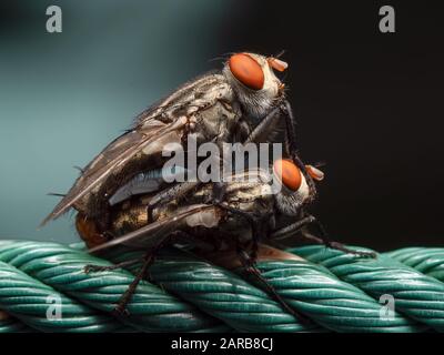 Makrofotografie der Housefly-Paarung am Nylon-Seil Im Hintergrund Isoliert Stockfoto