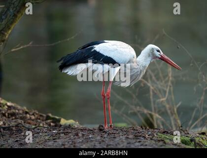 Neuruppin, Deutschland. Januar 2020. Im Zoo Kunsterspring steht ein Weißstorch. Im Zoo im Landkreis Ostprignitz-Ruppin leben heute mehr als 500 Tiere aus 90 verschiedenen Arten. Kredit: Soeren Stache / dpa-Zentralbild / ZB / dpa / Alamy Live News Stockfoto