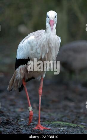 Neuruppin, Deutschland. Januar 2020. Im Zoo Kunsterspring steht ein Weißstorch. Im Zoo im Landkreis Ostprignitz-Ruppin leben heute mehr als 500 Tiere aus 90 verschiedenen Arten. Kredit: Soeren Stache / dpa-Zentralbild / ZB / dpa / Alamy Live News Stockfoto