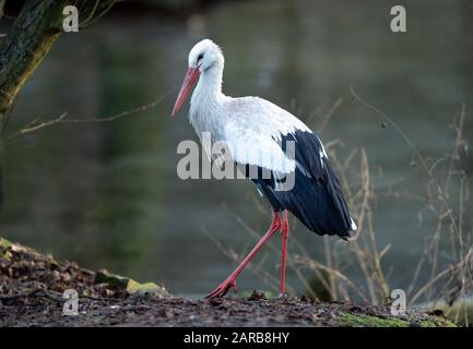 Neuruppin, Deutschland. Januar 2020. Im Zoo Kunsterspring steht ein Weißstorch. Im Zoo im Landkreis Ostprignitz-Ruppin leben heute mehr als 500 Tiere aus 90 verschiedenen Arten. Kredit: Soeren Stache / dpa-Zentralbild / ZB / dpa / Alamy Live News Stockfoto