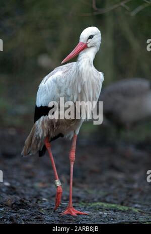 Neuruppin, Deutschland. Januar 2020. Im Zoo Kunsterspring steht ein Weißstorch. Im Zoo im Landkreis Ostprignitz-Ruppin leben heute mehr als 500 Tiere aus 90 verschiedenen Arten. Kredit: Soeren Stache / dpa-Zentralbild / ZB / dpa / Alamy Live News Stockfoto