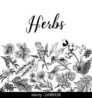 Plakatkarten-Komposition aus handgezeichneter Skizze verschiedene Arten von Pflanzen isoliert auf weißem Hintergrund. Vektorgrafiken. Stock Vektor