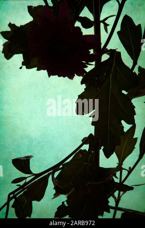 Chrysanthemum und Laub Wurden Vor Hellem Hintergrund Silhouettiert Stockfoto