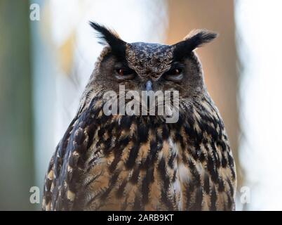 Neuruppin, Deutschland. Januar 2020. Im Tierpark Kunsterspring sitzt eine Adler-Eule. Im Zoo im Landkreis Ostprignitz-Ruppin leben heute mehr als 500 Tiere aus 90 verschiedenen Arten. Kredit: Soeren Stache / dpa-Zentralbild / ZB / dpa / Alamy Live News Stockfoto