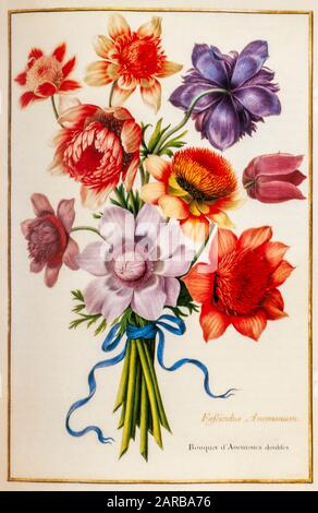 Blumenstrauß aus Poppy Anemone (Anemone coronaria) aus dem 17. Jahrhundert, handgemalt auf Pergament Botanik Studie von einem aus dem Jardin du Roi botanischen Florilegium von Stockfoto