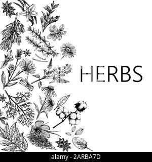 Plakatkarten-Komposition aus handgezeichneter Skizze verschiedene Arten von Pflanzen isoliert auf weißem Hintergrund. Vektorgrafiken. Stock Vektor