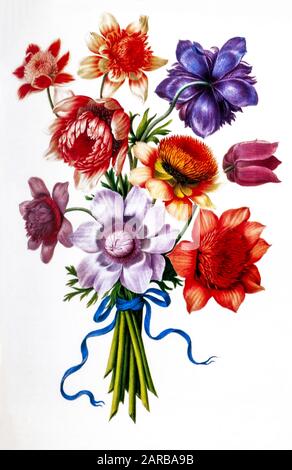 Blumenstrauß aus Poppy Anemone (Anemone coronaria) aus dem 17. Jahrhundert, handgemalt auf Pergament Botanik Studie von einem aus dem Jardin du Roi botanischen Florilegium von Stockfoto