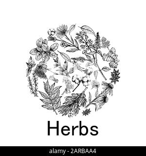 Plakatkarten-Komposition aus handgezeichneter Skizze verschiedene Arten von Pflanzen isoliert auf weißem Hintergrund. Vektorgrafiken. Stock Vektor