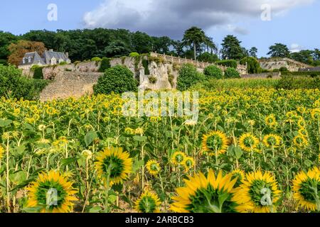 Frankreich, Indre et Loire, Chancay, Chateau de Valmer Gärten, Sonnenblumenfeld im Obstgarten // Frankreich, Indre-et-Loire (37), Chançay, jardins du château de Stockfoto