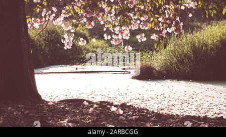 Die verwelkte, gestürzte Blütenhülle einer rosafarbenen Blume, die auf dem Boden liegt und die Wasseroberfläche bedeckt · Pink fallen Kirschblüten. Wunderschöner Romant Stockfoto