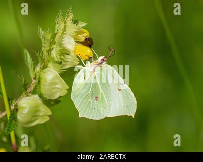 Zitronenfalter (Gonepteryx rhamni) auf einer Anlage. Die Flügel geschlossen. Stockfoto