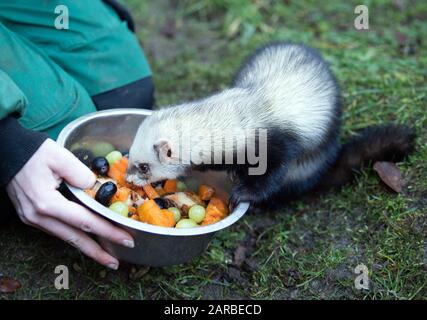 Neuruppin, Deutschland. Januar 2020. Im Tierpark Kunsterspring wird ein Frettchen mit Obst gefüttert. Im Zoo im Landkreis Ostprignitz-Ruppin leben heute mehr als 500 Tiere aus 90 verschiedenen Arten. Kredit: Soeren Stache / dpa-Zentralbild / ZB / dpa / Alamy Live News Stockfoto