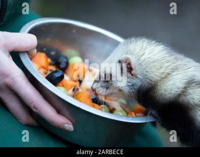 Neuruppin, Deutschland. Januar 2020. Im Tierpark Kunsterspring wird ein Frettchen mit Obst gefüttert. Im Zoo im Landkreis Ostprignitz-Ruppin leben heute mehr als 500 Tiere aus 90 verschiedenen Arten. Kredit: Soeren Stache / dpa-Zentralbild / ZB / dpa / Alamy Live News Stockfoto