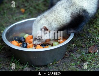 Neuruppin, Deutschland. Januar 2020. Im Tierpark Kunsterspring wird ein Frettchen mit Obst gefüttert. Im Zoo im Landkreis Ostprignitz-Ruppin leben heute mehr als 500 Tiere aus 90 verschiedenen Arten. Kredit: Soeren Stache / dpa-Zentralbild / ZB / dpa / Alamy Live News Stockfoto