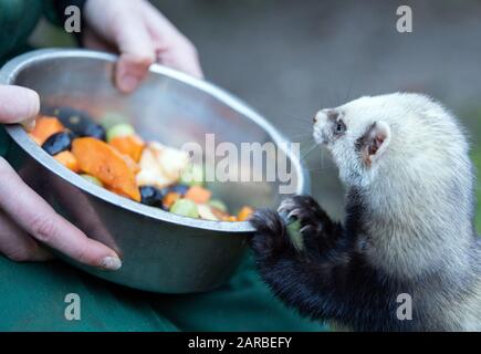 Neuruppin, Deutschland. Januar 2020. Im Tierpark Kunsterspring wird ein Frettchen mit Obst gefüttert. Im Zoo im Landkreis Ostprignitz-Ruppin leben heute mehr als 500 Tiere aus 90 verschiedenen Arten. Kredit: Soeren Stache / dpa-Zentralbild / ZB / dpa / Alamy Live News Stockfoto