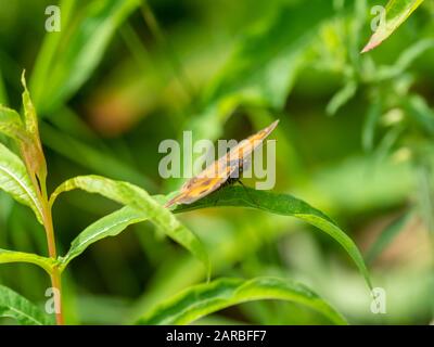 Gk oder Hedge braune Schmetterling (pyronia Tithonus) Stockfoto