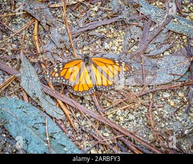 Ein männlicher Monarch-Schmetterling (Danaus Plexippus), Pacific Grove, Kalifornien. Stockfoto