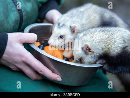 16. Januar 2020, Brandenburg, Neuruppin: Im Tierpark Kunsterspring werden zwei Frettchen in der Frucht gefüttert. Im Zoo im Landkreis Ostprignitz-Ruppin leben heute mehr als 500 Tiere aus 90 verschiedenen Arten. Foto: Soeren Stache / dpa-Zentralbild / ZB Stockfoto