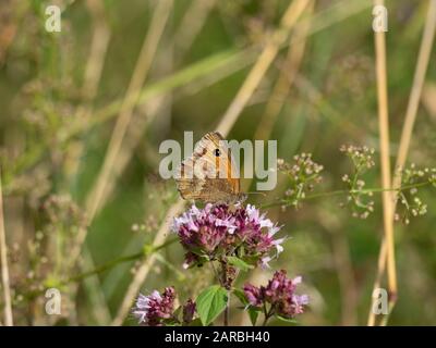 Gk oder Hedge braune Schmetterling (pyronia Tithonus) Stockfoto