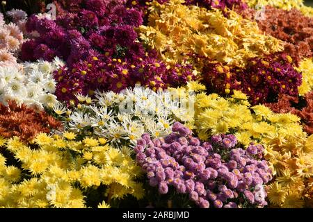 Mama blüht auf der Annual Chrysanthemum Show 2019, Chandigarh. Stockfoto