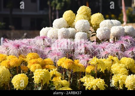 Chrysantheme in voller Blüte. Stockfoto