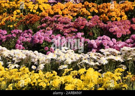 Schöne Chrysanthemum-Blumen in voller Blüte. Stockfoto