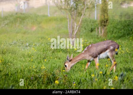 Die Palästina-Berggazelle, der israelische Hirsch, spaziert im grünen Gras mit Winterblumen, isoliert von einem verschwommenen Hintergrund. Jerusalemer Wald, Ist Stockfoto