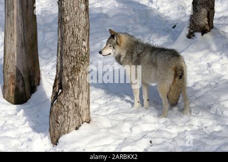 Canus Lupus Timber Wolves Stockfoto