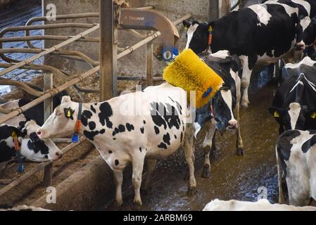 Hamersleben, Deutschland. August 2019. Zwei Milchkühe der Agrargenossenschaft EG Hamersleben stehen an einem Rinderpinsel. Wenn eine Kuh das Gerät berührt, dreht sich die Bürste und schrubbt den Rücken, den Hals, die Beine und den Boden der Kuh. Kredit: Stephan Schulz / dpa-Zentralbild / ZB / dpa / Alamy Live News Stockfoto