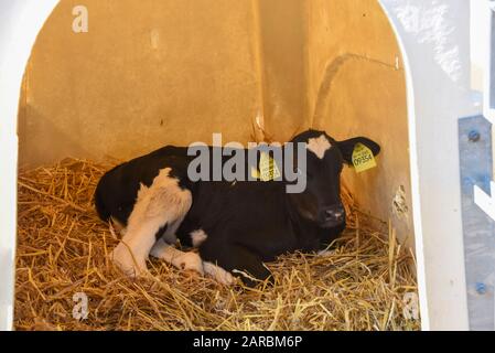 Hamersleben, Deutschland. August 2019. Ein paar Tage altes Kalb liegt in einem Wadenigloo auf dem Gelände der Agrargenossenschaft EG Hamersleben. Kredit: Stephan Schulz / dpa-Zentralbild / ZB / dpa / Alamy Live News Stockfoto