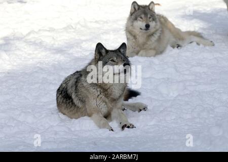 Canus Lupus Timber Wolves Stockfoto