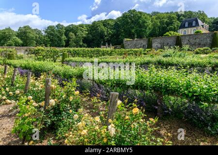 Frankreich, Indre et Loire, Chancay, Chateau de Valmer Gärten, der Gemüsegarten, die Sammlung weißer Rebsorten aus dem Loiretal und Rosen Stockfoto