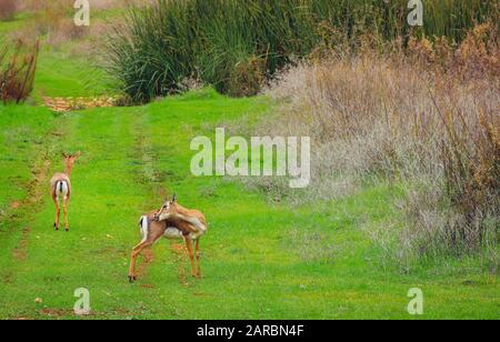 Die Palästina-Berggazelle, der israelische Hirsch, spaziert im grünen Gras mit Winterblumen, isoliert von einem verschwommenen Hintergrund. Jerusalemer Wald, Ist Stockfoto