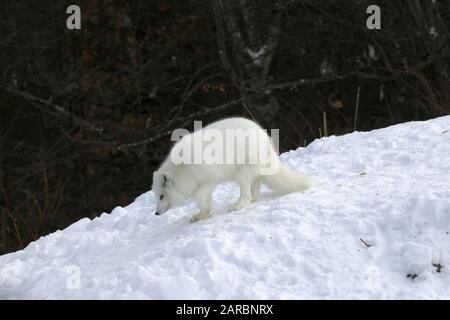 Weißer Polarfuchs im Schnee Stockfoto