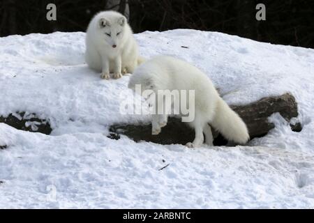 Weißer Polarfuchs im Schnee Stockfoto