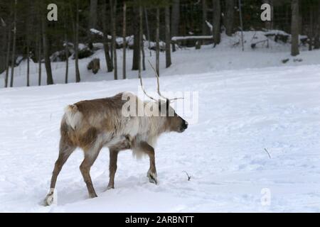 Caribou im Winter Weide Stockfoto