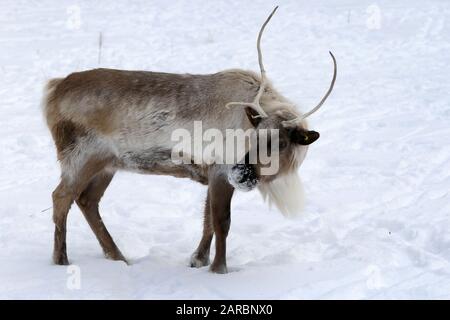 Caribou im Winter Weide Stockfoto