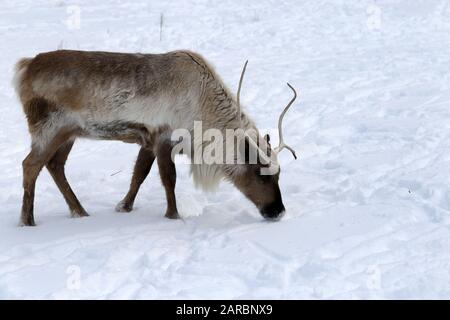 Caribou im Winter Weide Stockfoto