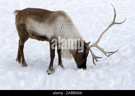 Caribou im Winter Weide Stockfoto