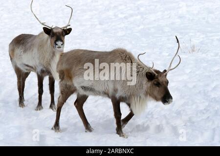 Caribou im Winter Weide Stockfoto