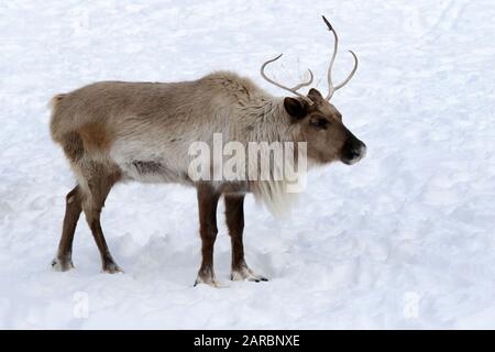 Caribou im Winter Weide Stockfoto