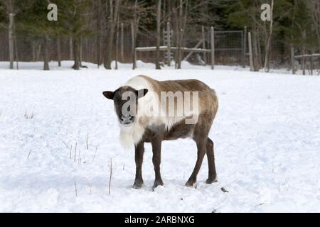 Caribou im Winter Weide Stockfoto